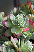 SEDUM PALMERI