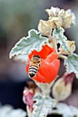 SPHAERALCEA AMBIGUA