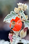 SPHAERALCEA AMBIGUA