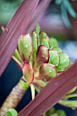 AEONIUM ARBOREUM