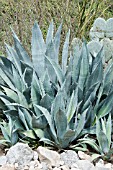 AGAVE AMERICANA