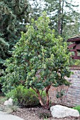 ARBUTUS UNEDO