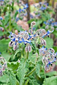 BORAGO OFFICINALIS