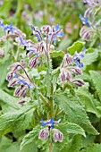 BORAGO OFFICINALIS