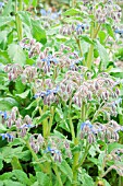 BORAGO OFFICINALIS