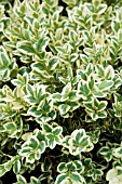 BUXUS SEMPERVIRENS VARIEGATA