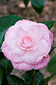 CAMELLIA JAPONICA DR. TINSLEY