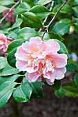 CAMELLIA JAPONICA KINGS RANSOM