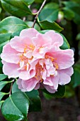 CAMELLIA JAPONICA KINGS RANSOM