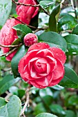 CAMELLIA JAPONICA ORANDAKO