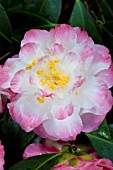 CAMELLIA X WILLIAMSII SPRING DAZE