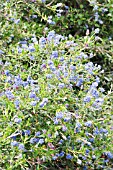 CEANOTHUS CONCHA