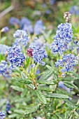 CEANOTHUS CONCHA