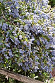 CEANOTHUS RAY HARTMAN