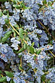 Carnet Du Jardin Sainte Anne Ceanothus Thyrsiflorus Skylark