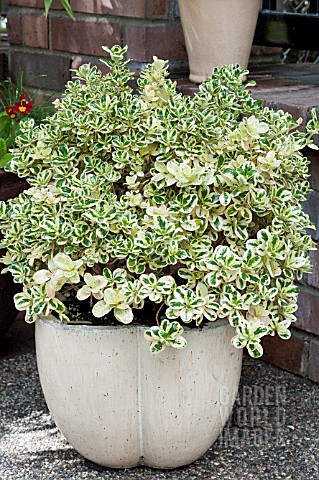 COPROSMA_REPENS_MARBLE_QUEEN