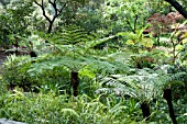 CYATHEA COOPERI