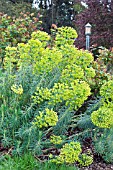 EUPHORBIA CHARACIAS WULFENII