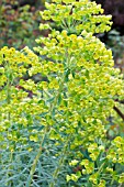 EUPHORBIA CHARACIAS WULFENII