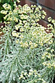 EUPHORBIA TASMANIAN TIGER