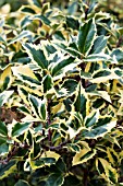 ILEX AQUIFOLIUM MONVILA