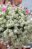 LOBULARIA MARITIMA IN HANGING BASKET