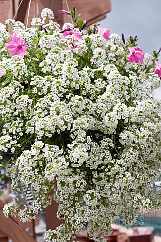 LOBULARIA_MARITIMA_IN_HANGING_BASKET