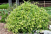 LONICERA JAPONICA MINT CRISP