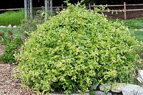 LONICERA_JAPONICA_MINT_CRISP