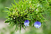 PSORALEA PINNATA