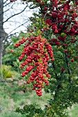 PYRACANTHA COCCINEA ORANGE