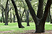 QUERCUS AGRIFOLIA