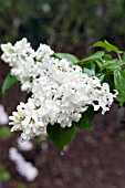 SYRINGA X HYACINTHIFLORA ANGEL WHITE