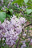 SYRINGA X HYACINTHIFLORA CHIFFON