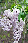 SYRINGA X HYACINTHIFLORA CHIFFON