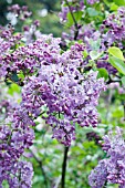 SYRINGA X HYACINTHIFLORA FORREST KESSER SMITH