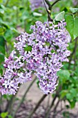 SYRINGA X HYACINTHIFLORA LAVENDER LADY