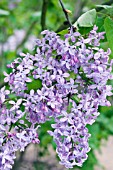 SYRINGA X HYACINTHIFLORA LAVENDER LADY