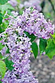 SYRINGA X HYACINTHIFLORA NOKOMIS