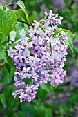 SYRINGA X HYACINTHIFLORA NOKOMIS