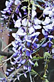 WISTERIA SINENSIS COOKES PURPLE