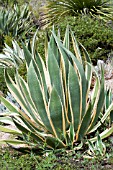 AGAVE AMERICANA YELLOW RIBBONS