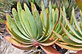 ALOE PLICATILIS