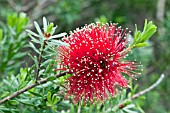 CALLISTEMON CITRINUS