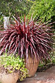 CORDYLINE JURRED