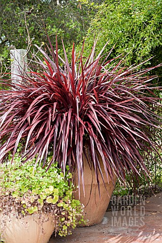 CORDYLINE_JURRED