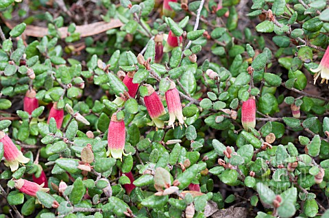 CORREA_REFLEXA_CAPE_CARPET