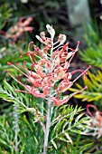 GREVILLEA MASONS HYBRID