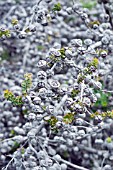 LEPTOSPERMUM SCOPARIUM ROTUNDIFOLIUM