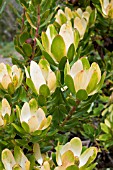 LEUCADENDRON SAFARI GOLDSTRIKE